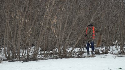 На Чернігівщині почали відстрілювати лисиць На Чернігівщині почали відстрілювати лисиць