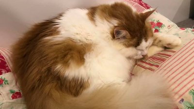 24 коти та кішки. Зооволонерка з Дніпра евакуйовує своїх чотирилапих підопічних 24 коти та кішки. Зооволонерка з Дніпра евакуйовує своїх чотирилапих підопічних