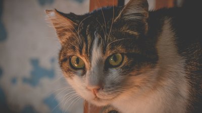 "Котиків шкода". На території Одеського жіночого монастиря облаштували притулок для тварин "Котиків шкода". На території Одеського жіночого монастиря облаштували притулок для тварин