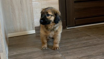 На Вінниччині шукають господарів для врятованого цуценя