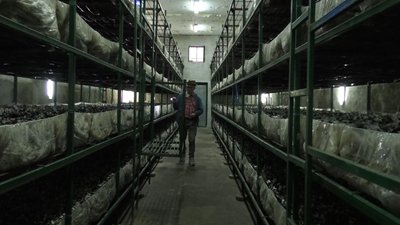 Одночасно на підприємстві можуть визрівати близько 30 тонн печериць. Одночасно на підприємстві можуть визрівати близько 30 тонн печериць.