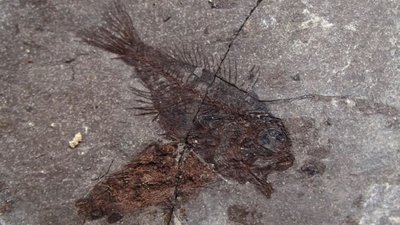 У Галичі відкрили виставку скам'нілостей найдавніших істот У Галичі відкрили виставку скам'нілостей найдавніших істот