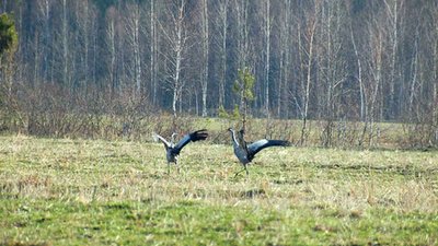 Журавлі повернулися з вирію на Житомирщину. Які перелітні птахи прилітають першими Журавлі повернулися з вирію на Житомирщину. Які перелітні птахи прилітають першими