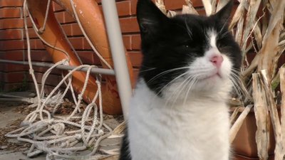 Коти для душі. На базі відпочинку у фермера на Херсонщині живе понад 30 котів Коти для душі. На базі відпочинку у фермера на Херсонщині живе понад 30 котів