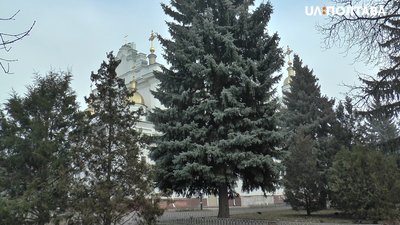 Ялина, яку хочуть прикрасити