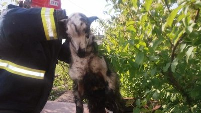 На Івано-Франківщині надзвичайники врятували козеня, яке впало у бочку