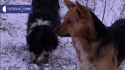Ловлять і стерилізують. У селі Сад під Сумами намагаються рятувати безпритульних тварин Ловлять і стерилізують. У селі Сад під Сумами намагаються рятувати безпритульних тварин