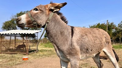 Ослиця Сью