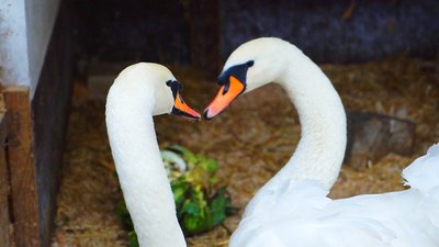 Вінницькі лебеді вп'яте зимуватимуть у контактному міні-зоопарку Вінницькі лебеді вп'яте зимуватимуть у контактному міні-зоопарку