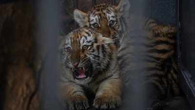 У Миколаєві 25 жовтня розшукали тигреня, яке втекло із зоопарку