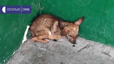 У Сумах в квартирі жінка тримала 15 собак У Сумах в квартирі жінка тримала 15 собак
