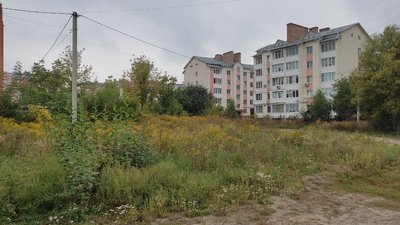 Карантин у Луцьку через амброзію. Чим небезпечне її поширення Карантин у Луцьку через амброзію. Чим небезпечне її поширення