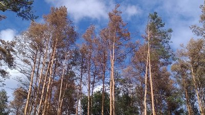“Біологічні пожежі”: чому на Черкащині всихають ліси?