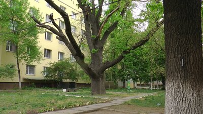 Миколаївські дуби нанесли на мапу Миколаївські дуби нанесли на мапу