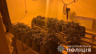Закарпатця затримали за вирощування вдома конопель Закарпатця затримали за вирощування вдома конопель