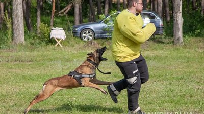 Вівчарка Атер, який служить у поліції, переміг на чемпіонаті зі службового собаківництва Вівчарка Атер, який служить у поліції, переміг на чемпіонаті зі службового собаківництва