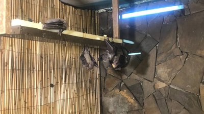 В одеському зоопарку народилися нільські крилани. Чим харчуються та які умови їхнього утримання В одеському зоопарку народилися нільські крилани. Чим харчуються та які умови їхнього утримання