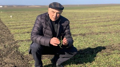 Похолодання та сніг: як вплинула негода на посіви зернових на Тернопільщині Похолодання та сніг: як вплинула негода на посіви зернових на Тернопільщині