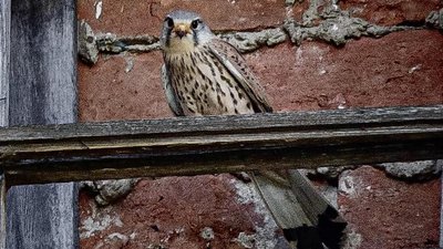 До "Паланку" у Мукачеві прилетіли соколи До "Паланку" у Мукачеві прилетіли соколи