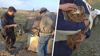 Два тижні без їжі у колодязі: на Харківщині врятували кота