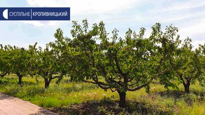 На Кіровоградщині очікують втричі менший урожай черешні