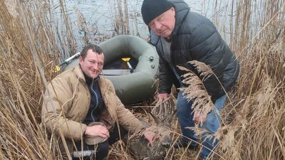 врятована козуля врятована козуля