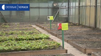 Ліси на Черкащині всихають через зміну клімату Ліси на Черкащині всихають через зміну клімату