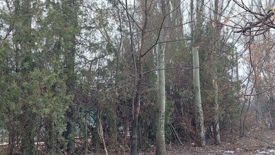 Фахівці комунального підприємства "Миколаївські парки" займатимуться обрізкою дерев у місті