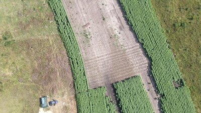 На Дніпропетровщині посеред соняшникового поля знайшли гектар конопель