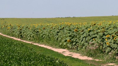 На Рівненщині селяни судяться з місцевою владою за паї На Рівненщині селяни судяться з місцевою владою за паї
