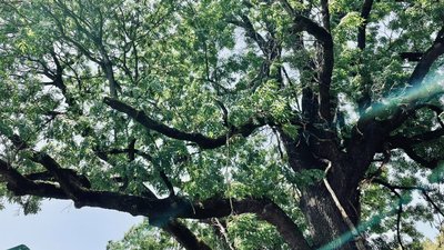 З ясена Масарика в Ужгороді відламалася гілка та впала на людей З ясена Масарика в Ужгороді відламалася гілка та впала на людей