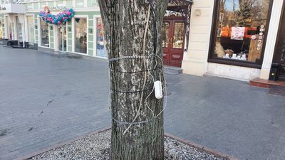 В центрі Одеси комунальники прибрали з дерев ілюмінацію та дроти В центрі Одеси комунальники прибрали з дерев ілюмінацію та дроти