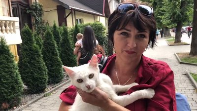 В Івано-Франківську врятували кота, який провів на дереві кілька днів