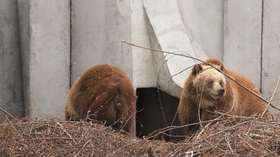 ведмеді прокинулися ведмеді прокинулися