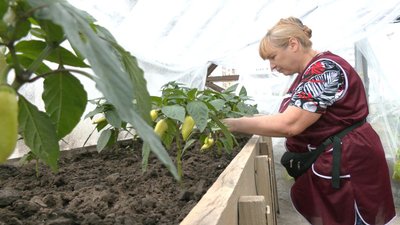 Зібрали перший врожай в своєму "Саду Перемоги" Зібрали перший врожай в своєму "Саду Перемоги"