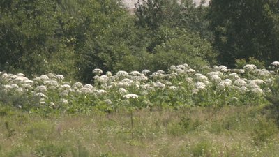 Борщівник Рівне Борщівник Рівне