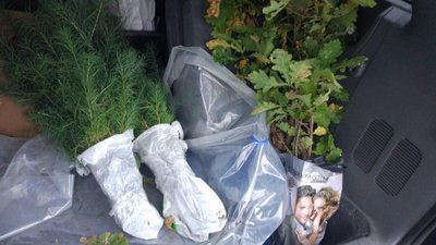 Мільйон дерев за добу: Вінниччина долучилась до всеукраїнського рекорду Мільйон дерев за добу: Вінниччина долучилась до всеукраїнського рекорду