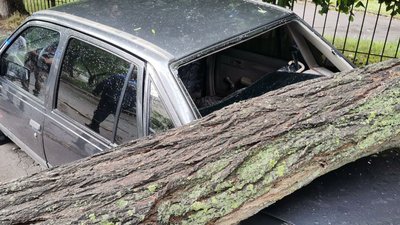 У Луцьку вітер повалив дерево на припарковане авто У Луцьку вітер повалив дерево на припарковане авто