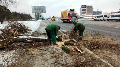 У столиці сильний вітер повалив понад пів сотні дерев