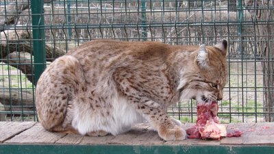 у Миколаївському зоопарку відзначили Всесвітній день рисі у Миколаївському зоопарку відзначили Всесвітній день рисі