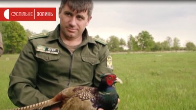 На Волині випустили у природу 200 фазанів На Волині випустили у природу 200 фазанів