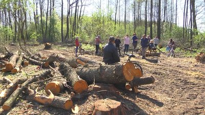 В селі на Волині люди проти вирубки дерев. Як це пояснюють лісівники В селі на Волині люди проти вирубки дерев. Як це пояснюють лісівники