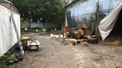 Львівська "Домівка врятованих тварин" під загрозою закриття Львівська "Домівка врятованих тварин" під загрозою закриття