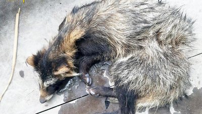 На Одещині працівники ДСНС врятували єнотовидного собаку: його передали до зоопарку На Одещині працівники ДСНС врятували єнотовидного собаку: його передали до зоопарку