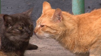 Коти без кліщів: у Черкасах обробили безпритульних тварин Коти без кліщів: у Черкасах обробили безпритульних тварин