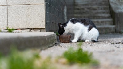 Працюють більш ніж 20 пунктів видачі води: яка ситуація з водопостачанням у Покрові на Дніпропетровщині Працюють більш ніж 20 пунктів видачі води: яка ситуація з водопостачанням у Покрові на Дніпропетровщині