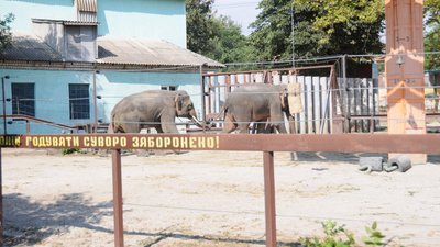 Всесвітній день слона. У Миколаївському зоопарку Дінкар та Шанті відзначають свій день Всесвітній день слона. У Миколаївському зоопарку Дінкар та Шанті відзначають свій день