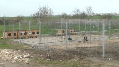 Наразі у притулку живе 26 собак. Наразі у притулку живе 26 собак.