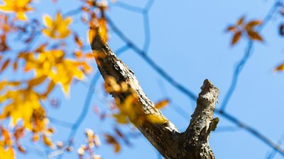 погода, жовте листя, осінь, дерево, гілка