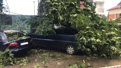 В Івано-Франківську впало дерево на авто з людьми